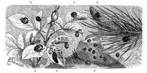 Insects, 1. micraspis duodecimpunctata
