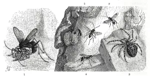 Insects, 1. natal wasp, Pompilus natalensis