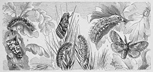 Insects, 1. orion or celadon owl