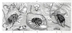 Insects, 1, pea beetle, Bruchus pisi, 2
