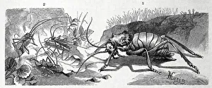 Insects, 1. spiny unicorn cricket