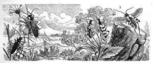 Insects, 1. spurred narrowbuck