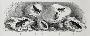 Insects, 1. stinking fashion beetle, 2