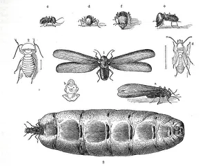 Insects, 1. terrible termite, Termes dirus