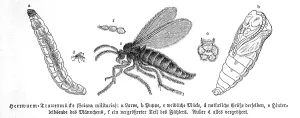 Insects, armyworm mourning mosquito