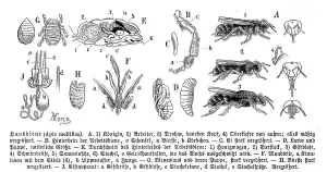 Insects, Bee (Apis) mellifica, Historical