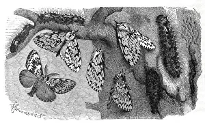 Insects, black arches (Lymantria monacha) is a butterfly