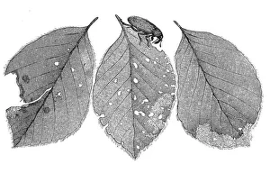 Insects, black beech weevil, Orchestes fagi