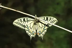 Insects, Butterfly, Indian Himalayan