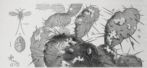 Insects, cochineal (Coccus cacti)