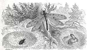 Insects, common ant lion, ant lions