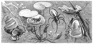Insects, Common diving bell spider (Argyroneta aquatica)