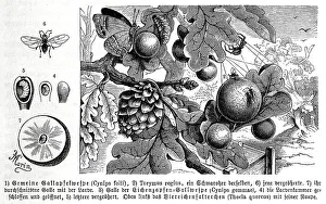 Insects, Common gall wasp, Cynips folii and Torymus regius