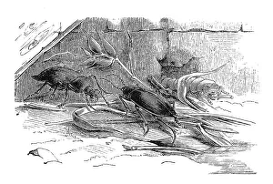 Insects, Common mourning beetle with larva