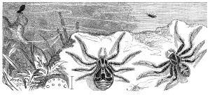 Insects, crab spider, Thoisus viaticus