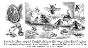 Insects, cynomya mortuorum (Musca vomitoria)