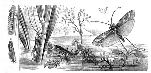 Insects, Diamond-spotted caddisfly