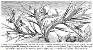 Insects, Exenterus marginatorius