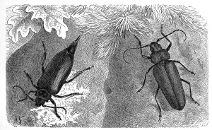 Insects, female of the tanner, sawbuck