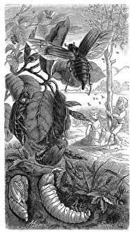 Insects, Field cockchafer (Melolontha melolontha)