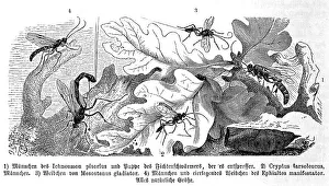 Insects, Ichneumon pisorius, Spruce hawk moth