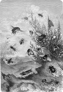 Insects, insect life on heather