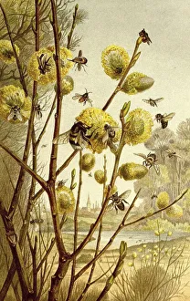 Insects, Insect Life in Spring