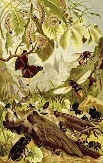 Insects, insects removing a bird carcass