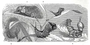 Insects, Large Fork-tail is a butterfly