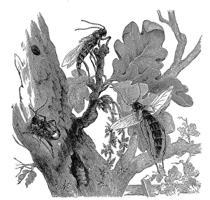 Insects, Large half-deck longhorn beetle