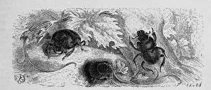 Insects, Large-headed onion-horned beetle