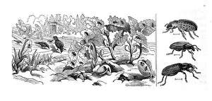 Insects, Lined grey weevil, Striped leaf-edge beetle
