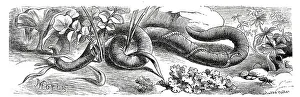 Insects, Long-fanged terrestrial isopod