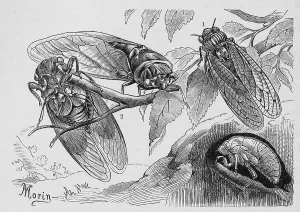 Insects, Mannacicada, cicada orni (orni)
