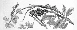 Insects, Mediterranean stick insect