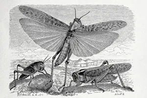 Insects, migratory locust (Locusta migratoria)