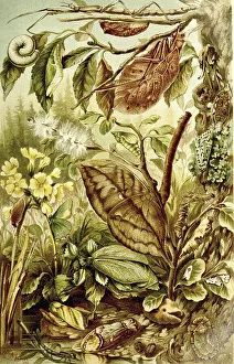 Insects, Mimicry, Protectiveness of Insects