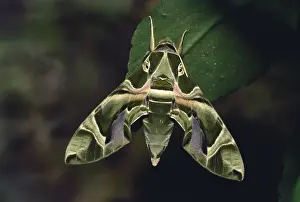 Insects, moth Indian oleander hawkmoth daphnis nerii