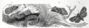 Insects, owl butterfly, 1. foraging grass owl