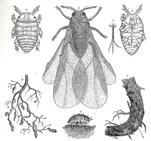 Insects, phylloxera (Daktulosphaira vitifoliae)