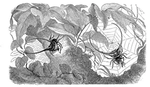 Insects, pincer spider, Macracantha arcuata