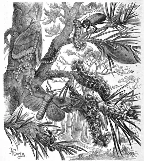 Insects, pine-tree lappet (Dendrolimus pini) is a butterfly