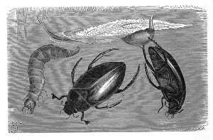 Insects, Pitch-black great silver water beetle (Hydrophilus piceus)