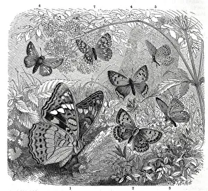 Insects, poplar admiral (Limenitis populi)