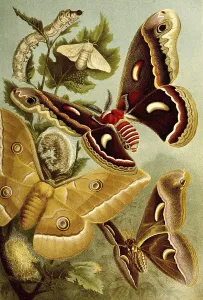 Insects, silk moth or domesticated silkmoth (Bombyx mori)