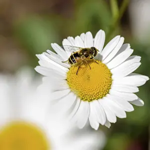 Insects sit on a Daisy, close-up on a Sunny day