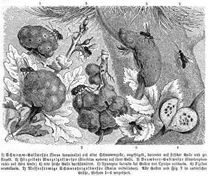 Insects, sponge gall wasp, Teras terminalis
