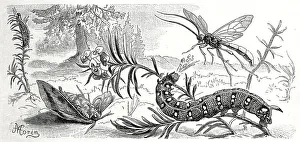 Insects, spurge hawk moth, Sphinx euphorbiae