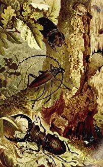 Insects, Stag Beetle and Heldbock