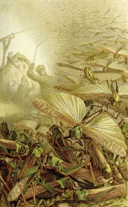 Insects, Swarm of the migratory locust (Locusta migratoria)